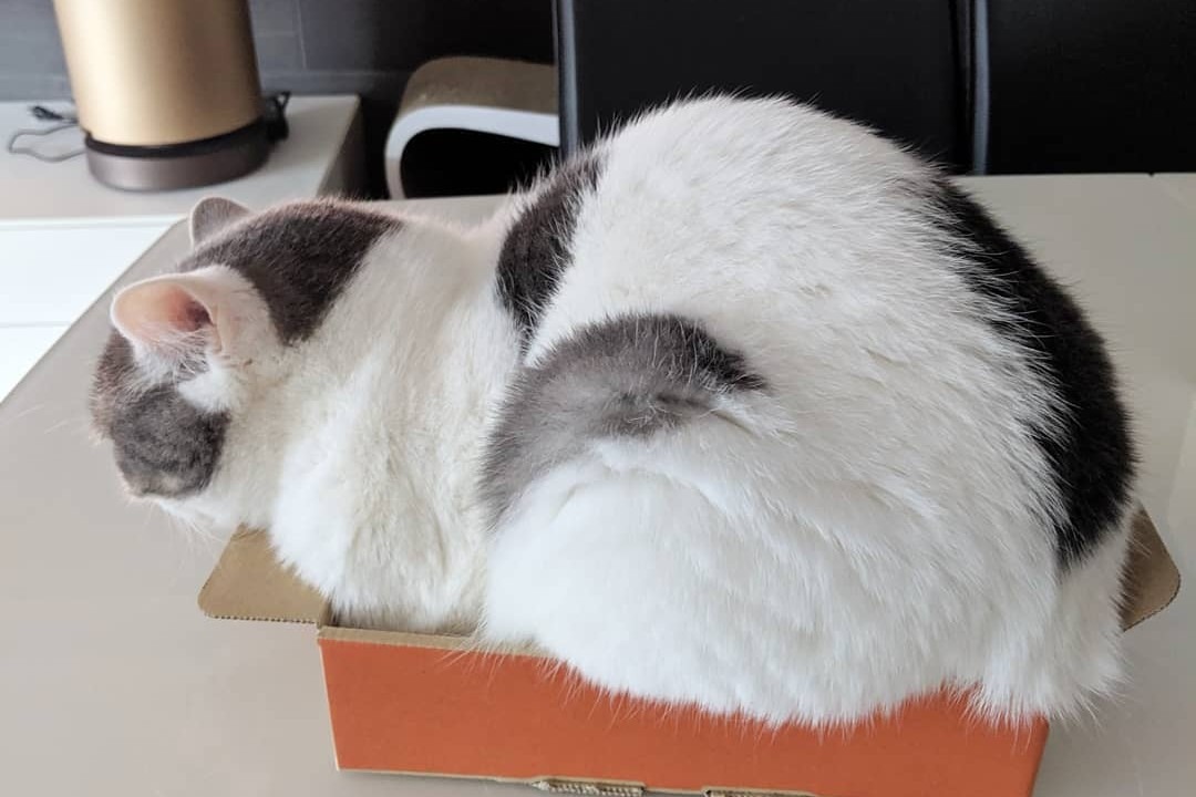 箱好き猫のもち丸くん。「はみ出すのはボクのせいじゃニャいよ！て言うか、はみ出てニャいでしょ？！」