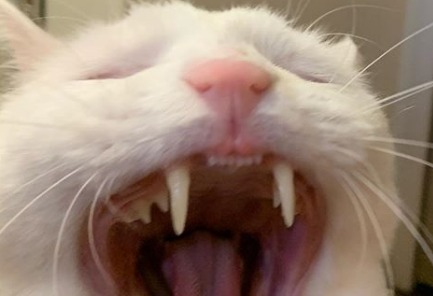 虫歯なぁああし！歯並びよぉおおおし！！白猫ハク様のセルフ歯科検診終わりますッ！！