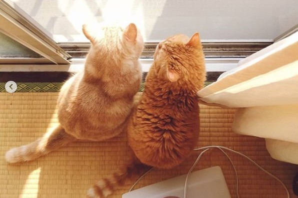 2人で仲良く日向ぼっこする猫のマフィンくんとチーズちゃん。太陽を追いかけて移動する光景がめちゃカワです！
