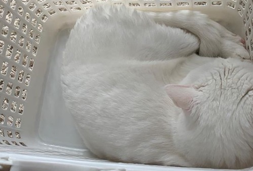 洗濯物じゃないにゃ…ハク様だにゃ…。洗濯カゴの中で発見した白猫ハク様がめっちゃ可愛い！