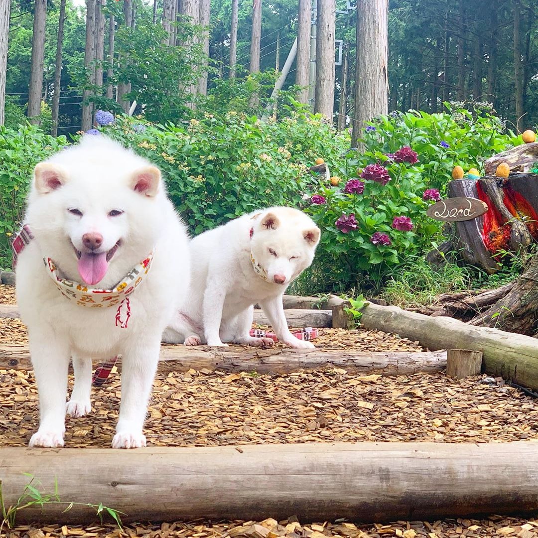森林浴でマイナスイオンたっぷり！楽しい楽しい、柴犬の凛ちゃんお誕生日記念旅行！！