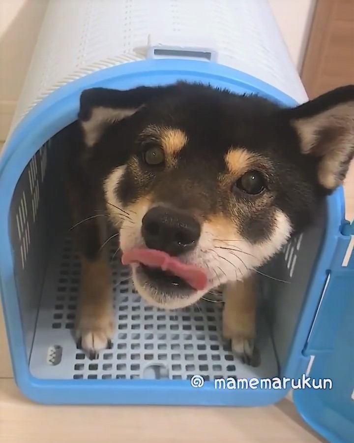 犬　舌