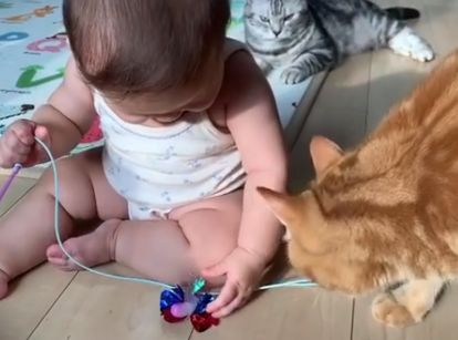 ん？そのおもちゃで遊んでくれるにゃか？…距離が近づく猫のムーンくんと娘ちゃんにほっこり！！