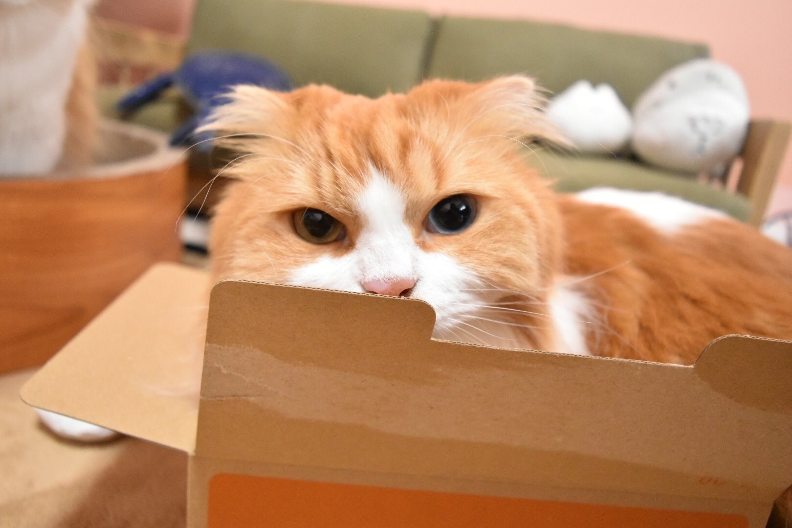 「見て！この箱ぼくにピッタリ！」おしりがはみ出てるけど満足げな猫のむぎくんがかわいすぎる！！