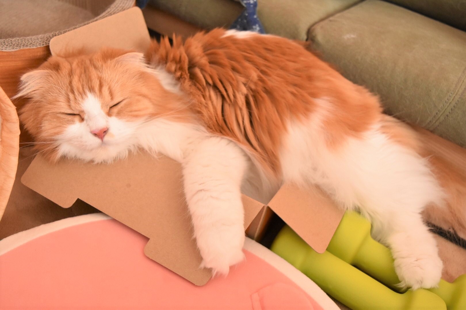 収まってる部分の方が少ないのでは⁈大好きなダンボール箱の中で寝たい猫のむぎくんのはみだしっぷりがすごい！！
