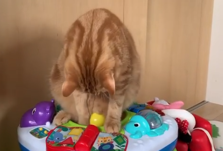 ボールがお腹につっかえちゃった！おもちゃで遊ぶ猫のムーンくんが激カワ。