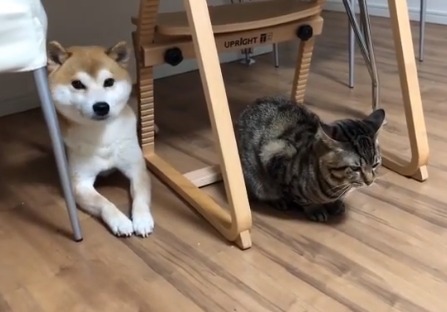 犬と猫