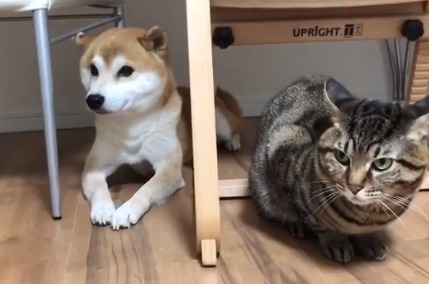 犬と猫