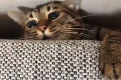 かくれんぼ大好きにゃ！ソファの裏から顔を出す猫のとろくんが超絶可愛い！