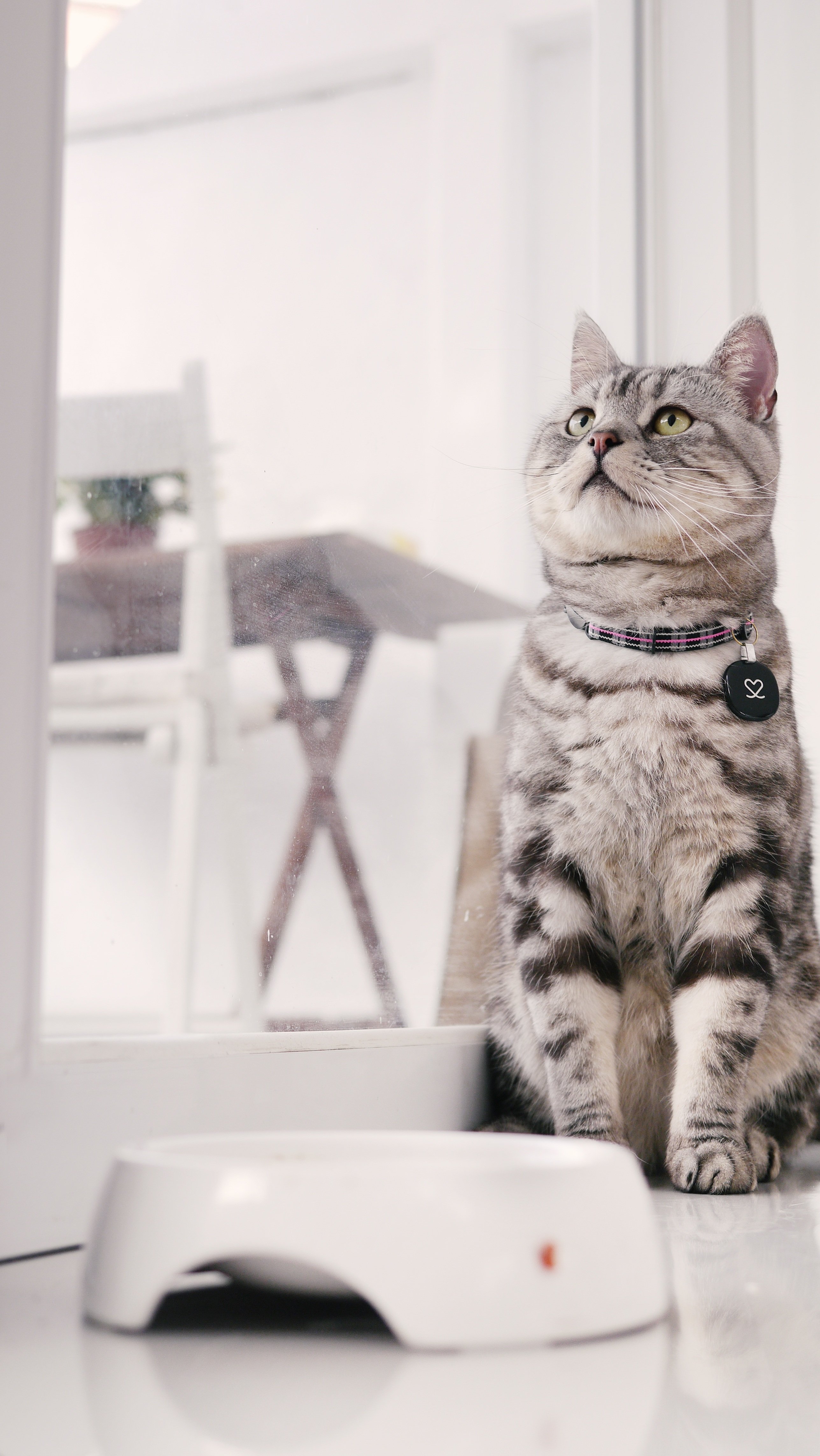 アメリカンショートヘアー　トラ猫　キジ猫　刺繍　ブローチ