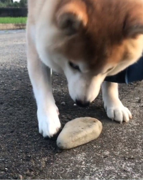石で遊ぶ豆柴