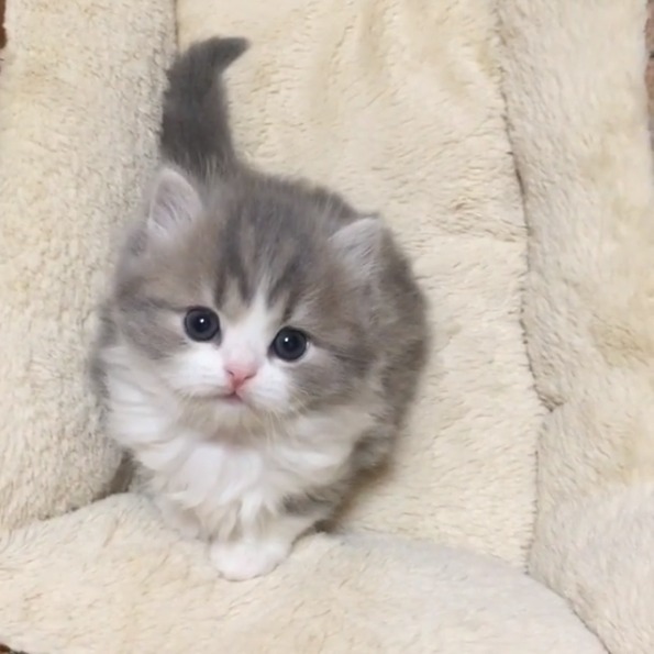 【かわいい猫】猫好き必見！悶絶するほどかわいい猫の画像・動画記事10選！