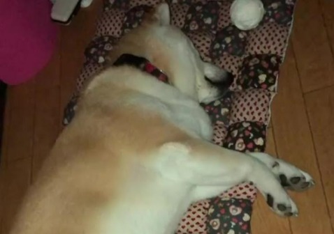 どんな夢を見てるのかな～⁇グゥグゥいびきがかわいい、柴犬こなつちゃんのお昼寝。