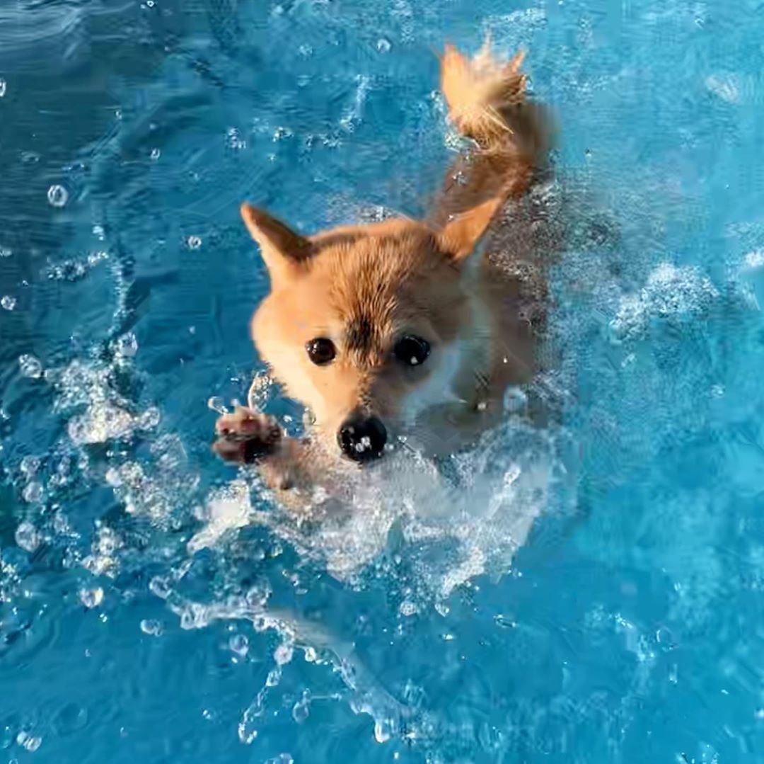 豆柴ラムちゃん、犬生初の泳ぎにチャレンジ！ちょっぴりぎこちない泳ぎに応援したくなる！