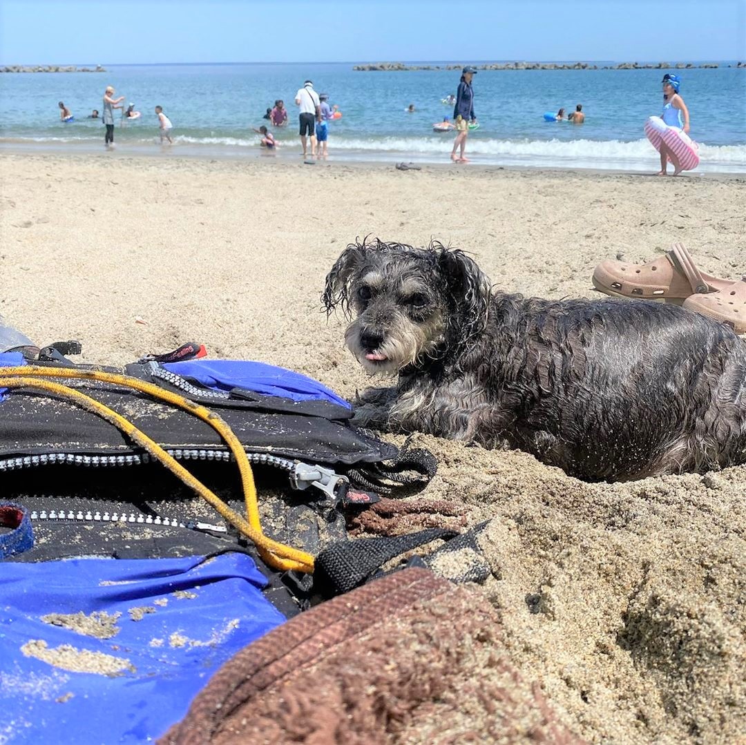 犬　砂浜