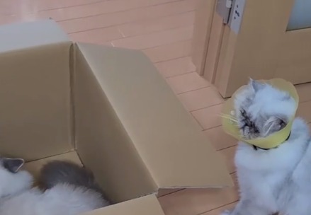 箱を見る猫