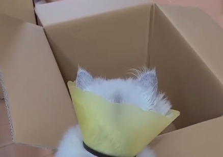 箱の中をのぞく猫