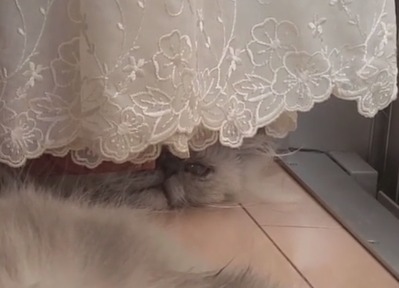 カーテンに隠れてちょっかいを出す猫のういろうくん…。バレバレですよ～！