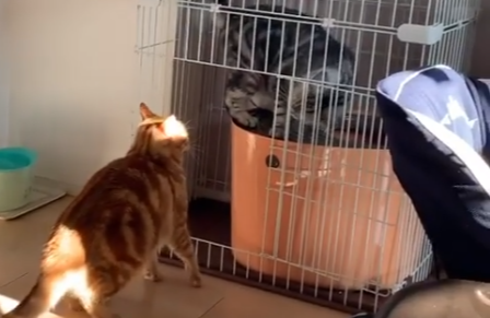 2匹の猫ちゃんプチ喧嘩勃発⁉追い込まれるルークくんの行方が気になるッ！