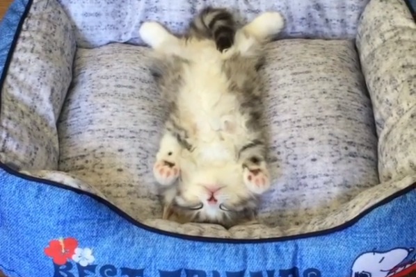 夏はコレにかぎるにゃ～…Zzzひんやりベッドで眠るBaby猫ちゃんに癒される