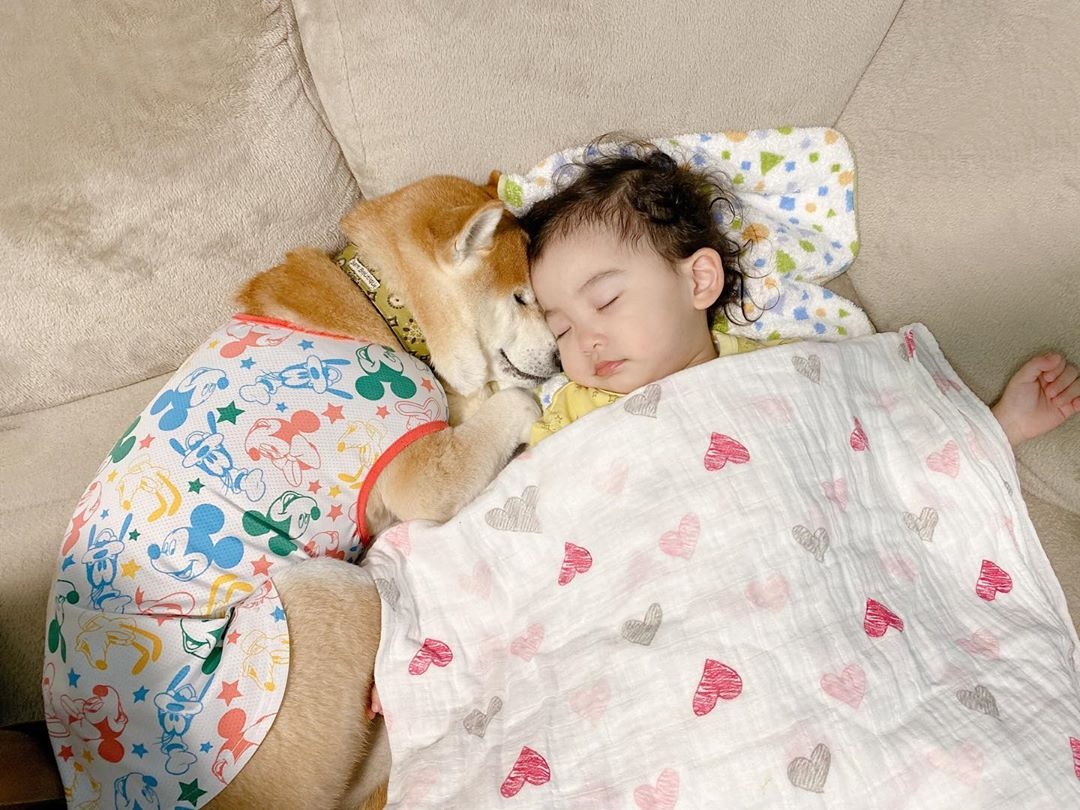 いつも一緒。くっついて眠る柴犬トラくんと娘ちゃんが可愛すぎて胸キュン！【動画】
