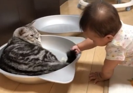 猫のしっぽをつかむ赤ちゃん