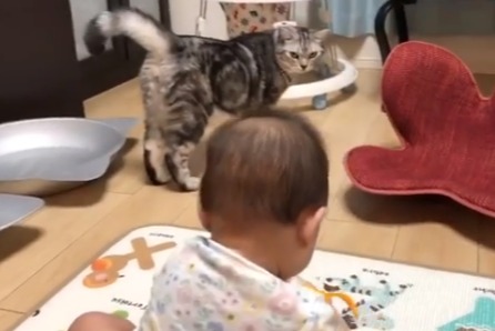 赤ちゃんを見つめる猫