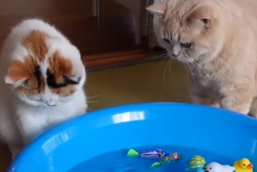 じーーっ…。泳いでいるお魚のおもちゃが気になってしかたがない猫の姉妹ちゃん！