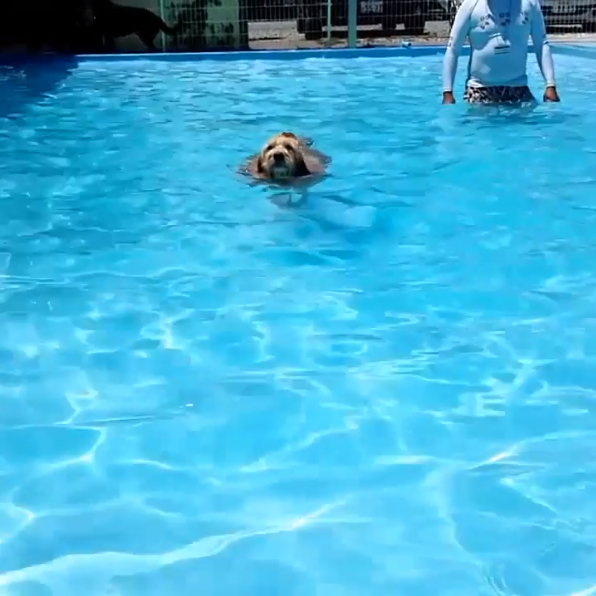泳ぐオーストラリアンラブラドゥードル