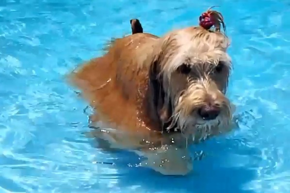 泳ぐのなんてお手のものよ！犬のジョイ・グレースちゃん、優雅な泳ぎを披露！【動画】