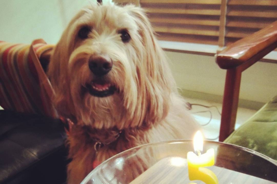 お誕生日ケーキだぁ!!犬のジョイ・グレースちゃん、ペロッと完食しちゃった！
