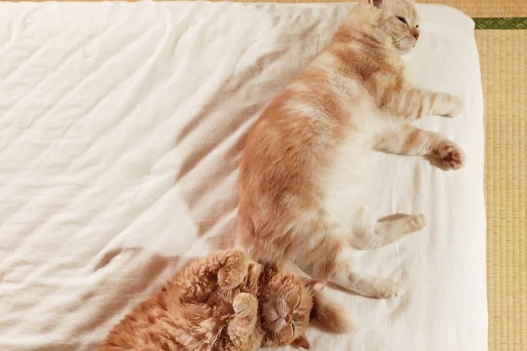 いっぱい遊んで猫のマフィンくんとチーズちゃんは仲良く夢の中。シンクロ寝相もかわいい