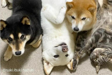 ウラ！オモテ！ウラ！オモテ！犬猫４姉弟のチームワークのすごさに脱帽！！