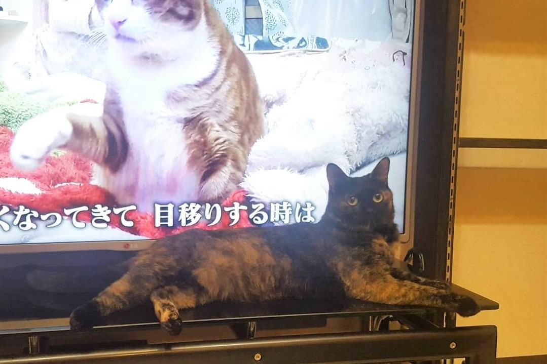 「テレビより私を見て～」猫のくしなちゃん、テレビに映った猫ちゃんにやきもち？！