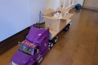 楽ちんだにゃ～！トレーラーに運搬されていく猫のあんみつちゃんが激カワ。