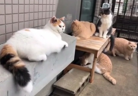 全員集合にゃ～！ベランダで仲良くまったりしている猫ちゃんたちにほのぼの。