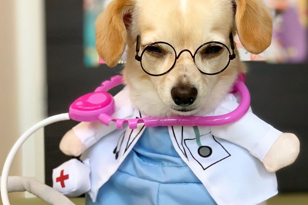 あのミミちゃんが外科医に?!有名医師になりきる犬のミミちゃんに大爆笑!!【動画】