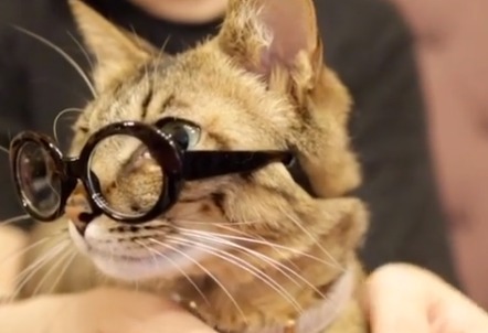 眼鏡をかけている猫