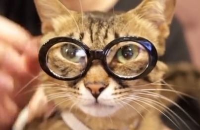 ギャップ萌えしちゃう⁉メガネ女子な猫のメメちゃんがとってもキュート！【動画】