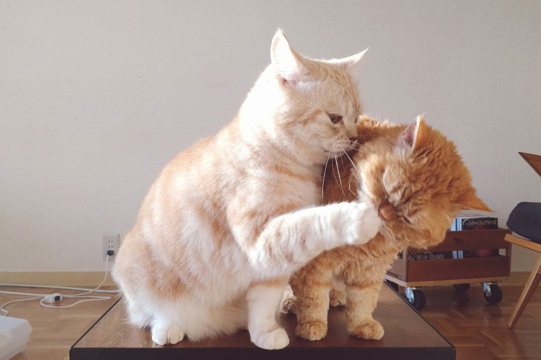 「お兄たん、手洗った??」猫のチーズちゃん、兄猫の手を厳しくチェック!!