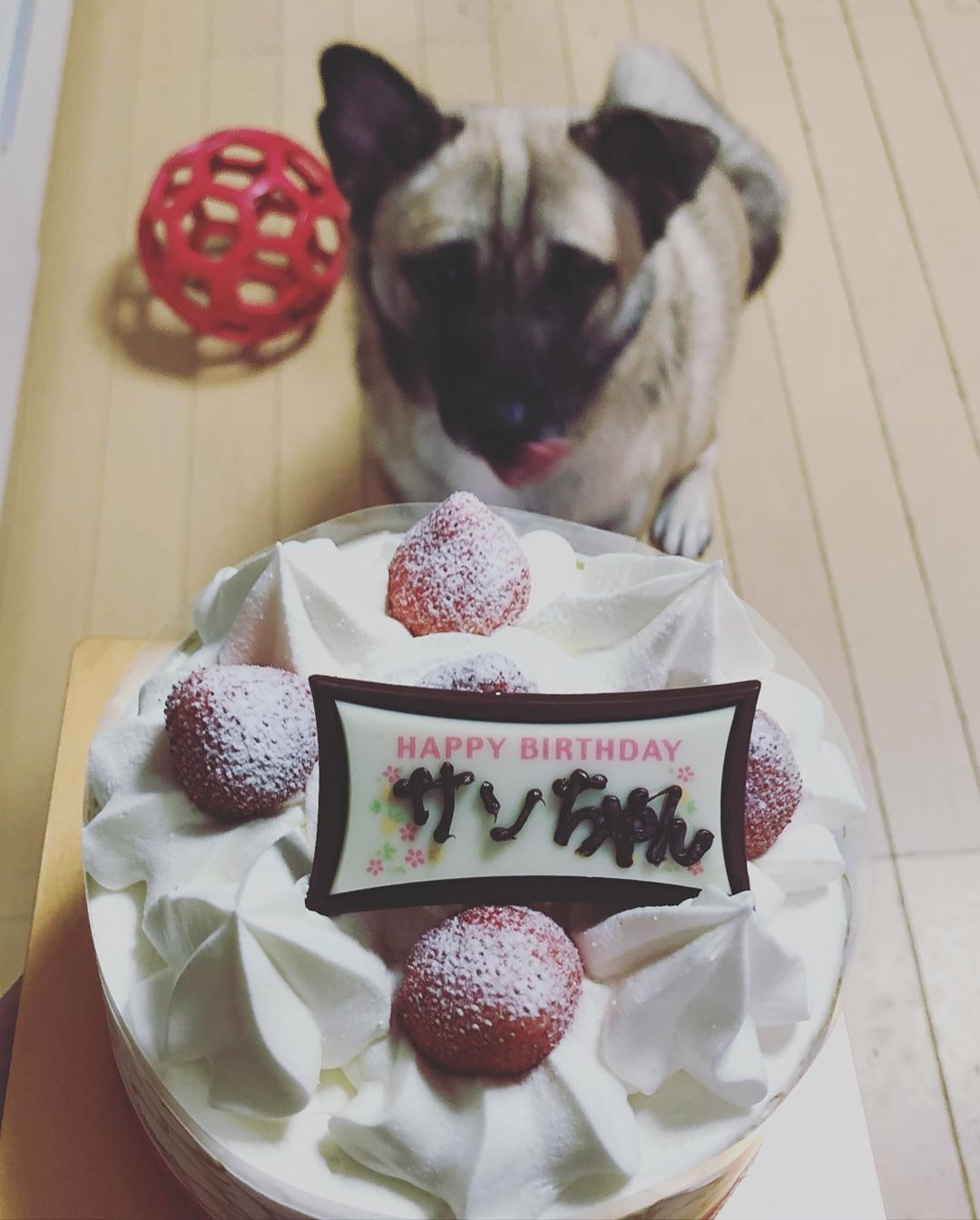 誕生日ケーキと雑種犬