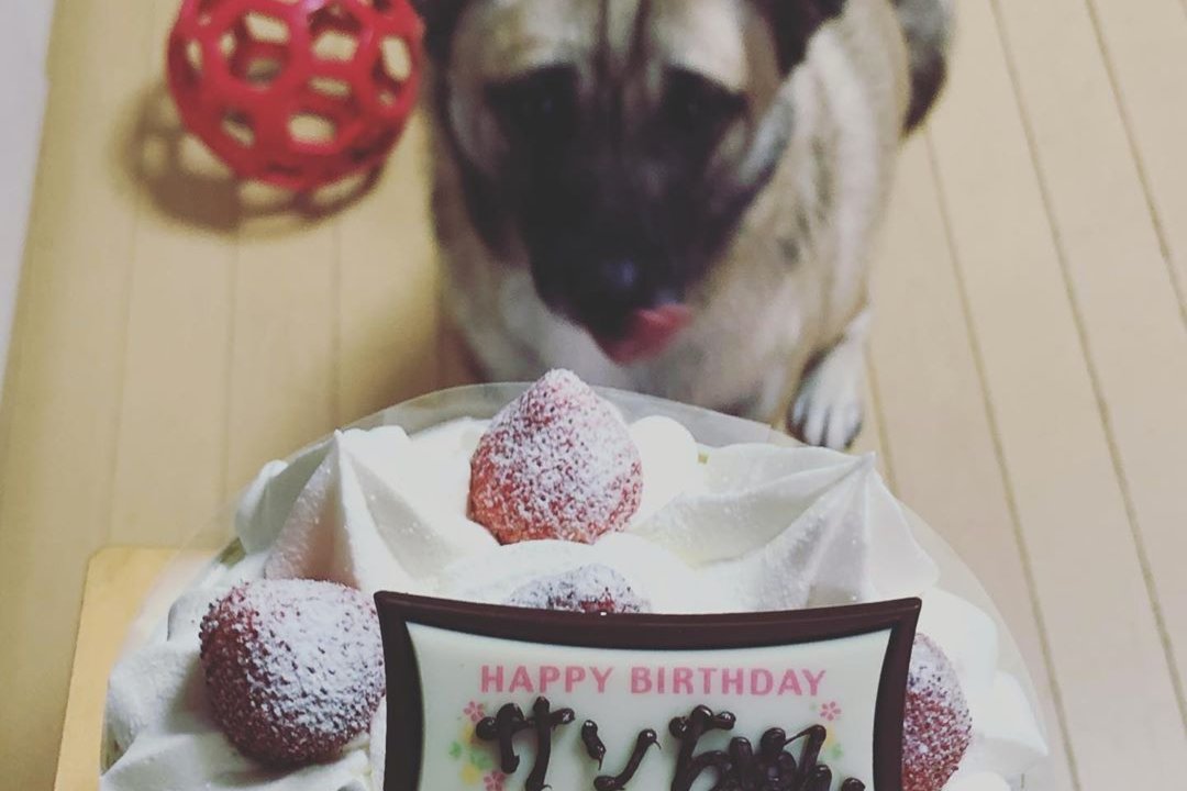 ケーキの前で“ペロン顔”が超かわいい！保護犬のサンちゃん1歳のお誕生日おめでとう!!【画像】