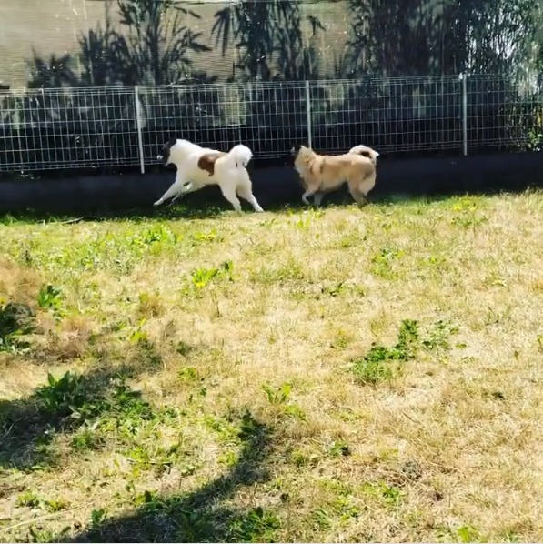 遊ぶ犬たち