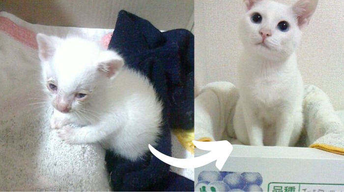 小さな白い保護猫ちゃんが、キレイな青い瞳のりっぱな猫ちゃんに成長！