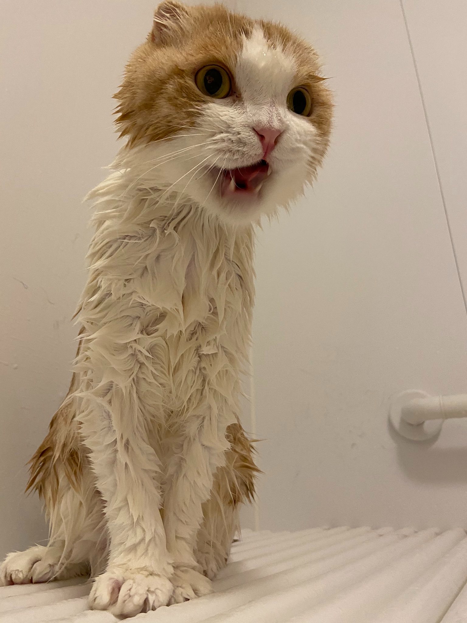 猫　シャワー
