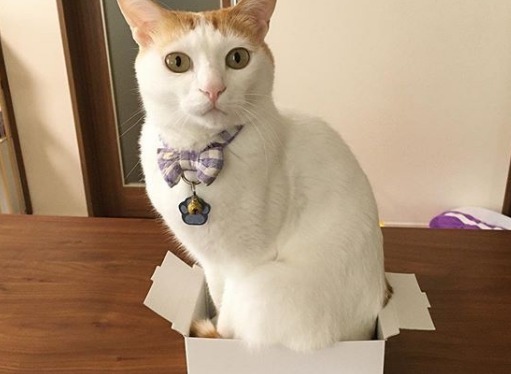 「箱があったら、とりあえず入るにゃ」小さな箱に挑戦する猫のむぎちゃん【画像】