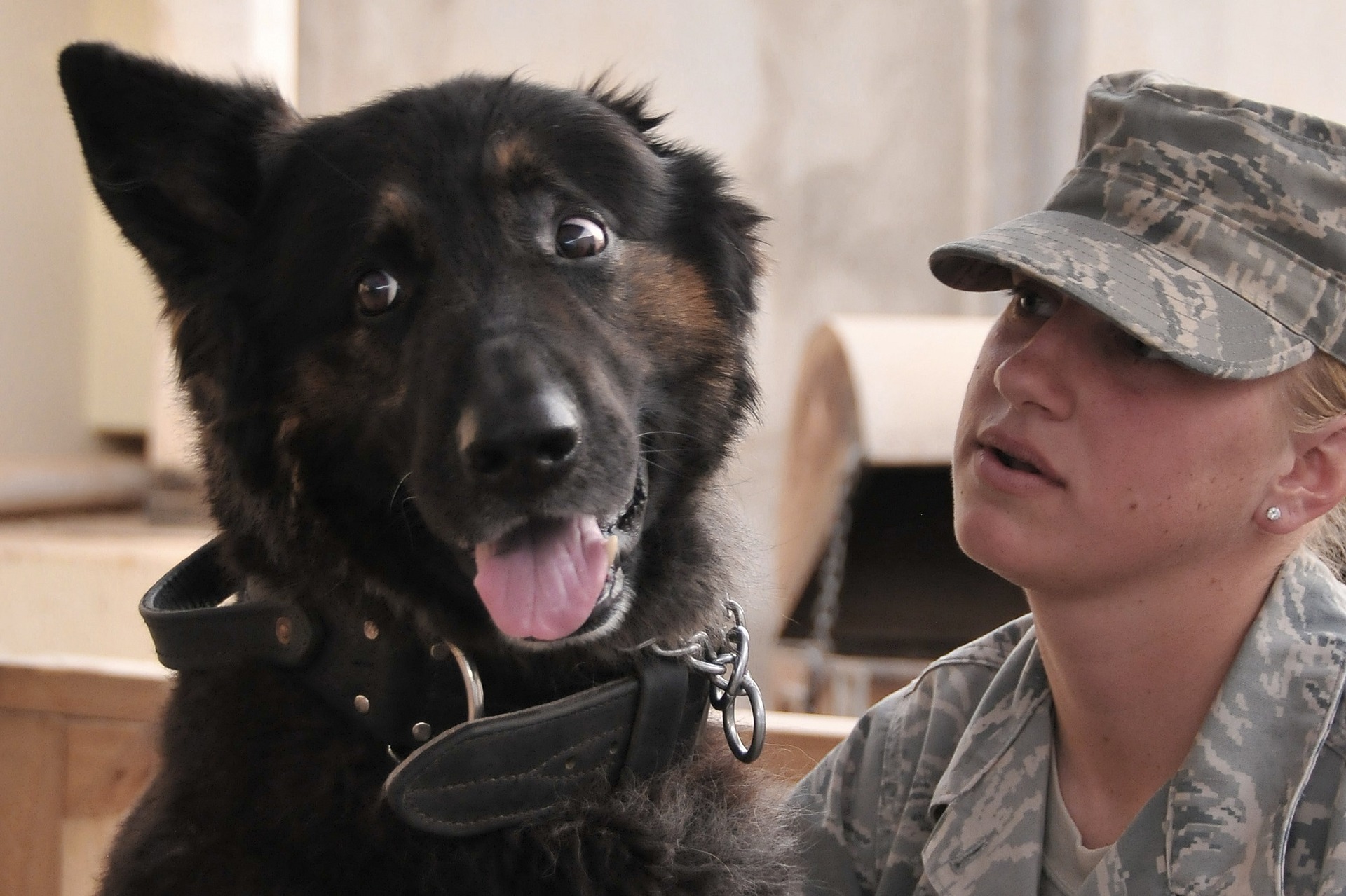 兵士と犬