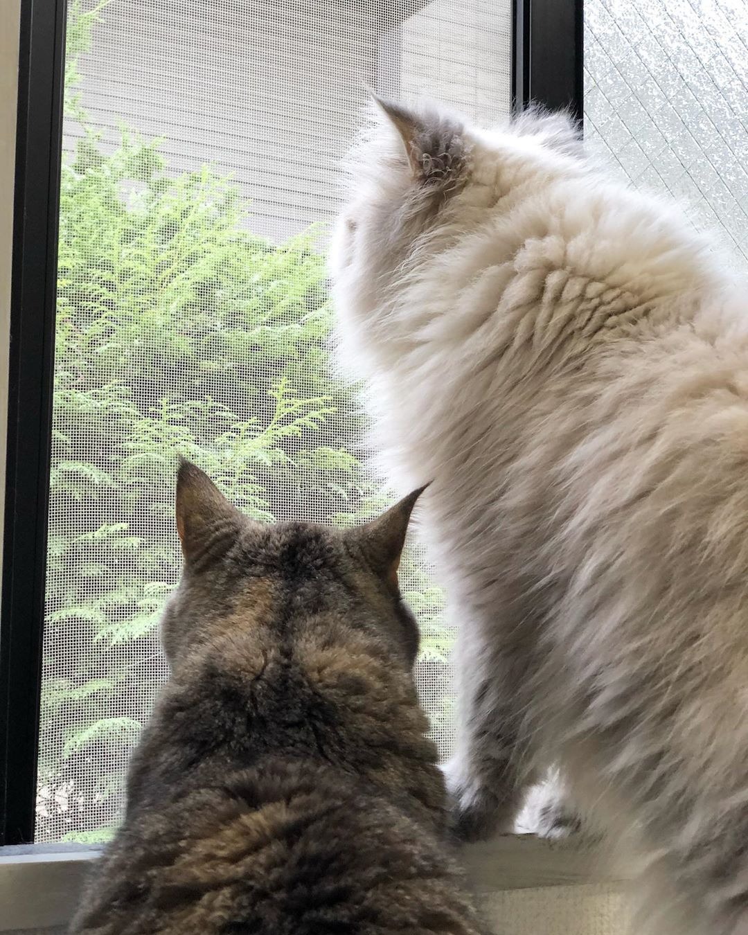 窓の外を見る2匹の猫