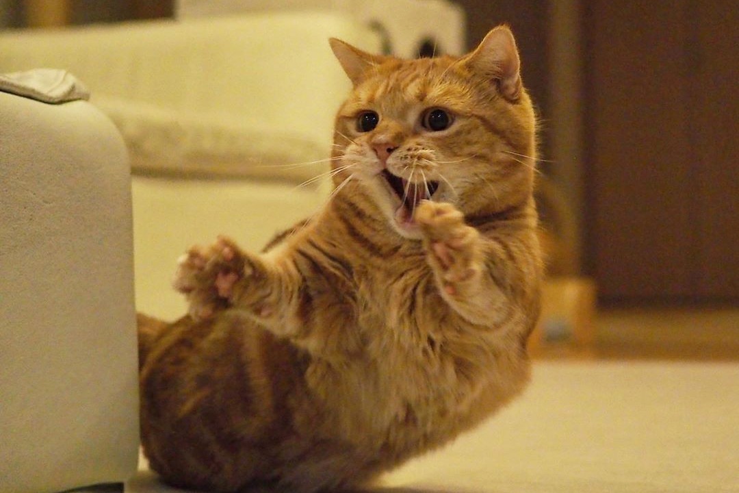 「こっそりきなこを驚かせるにゃ…」イタズラ好きの猫の茶太郎くん渾身の「ワァ‼」【画像】