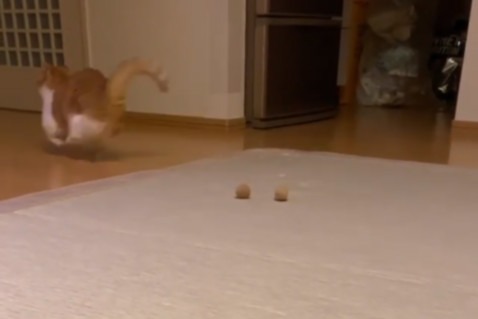 猫の茶太郎くんの毛で作った“茶太玉”を投げると、全速力で逃げていくきなこちゃん【動画】